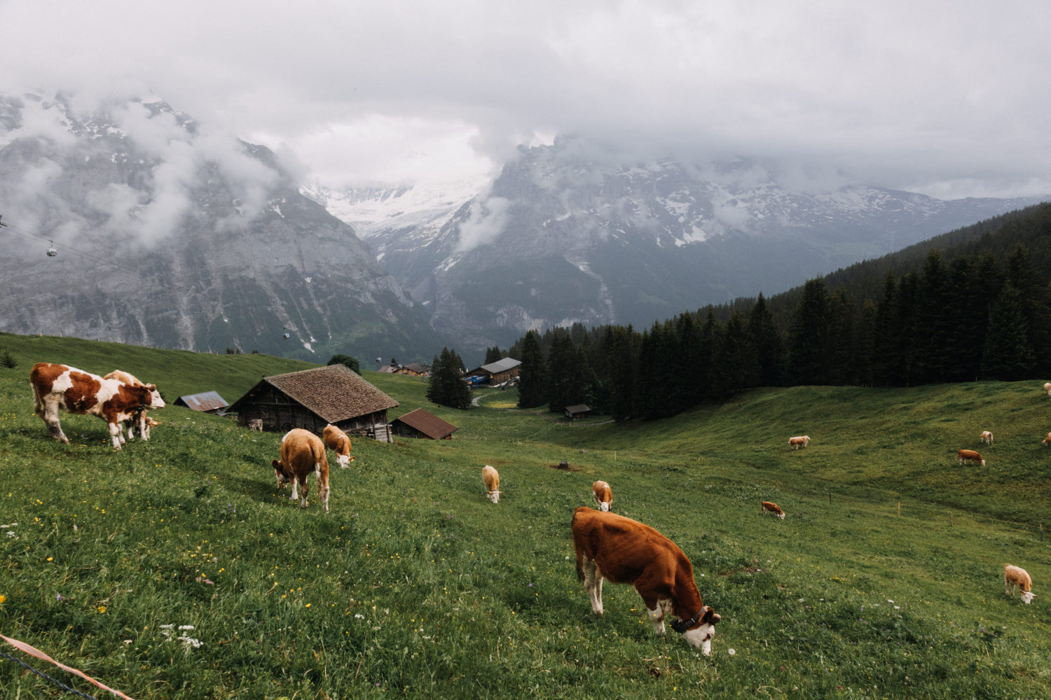The 8,000ft Difference: Why High-Altitude Ghee Tastes (and Heals) Better