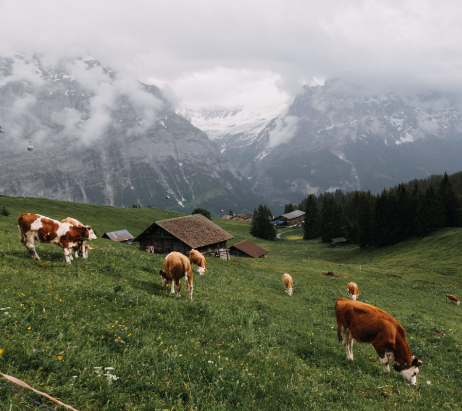Cows grazing in a mountain pasture 

